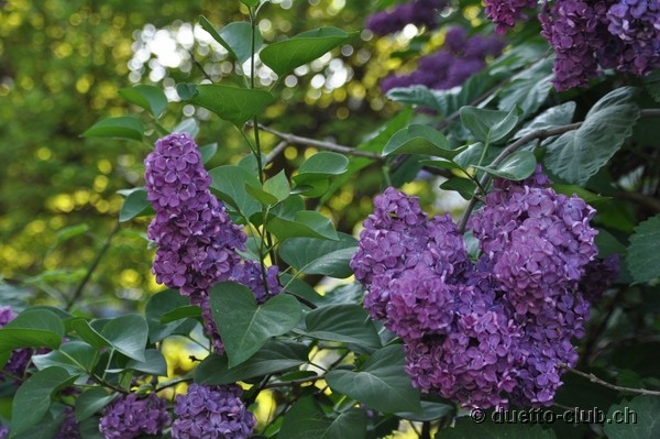DSC_0008.jpg