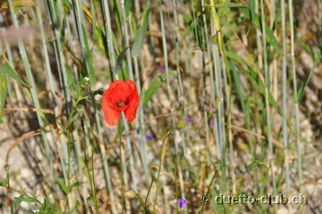 DSC_0591.jpg