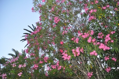 DSC_0982.jpg