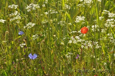 DSC_0612.jpg