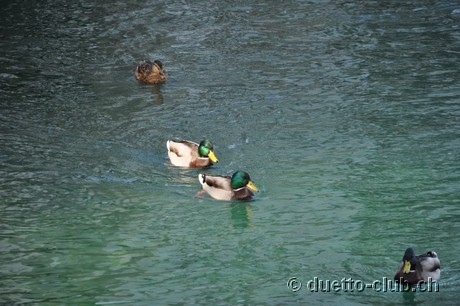 DSC_0258.jpg