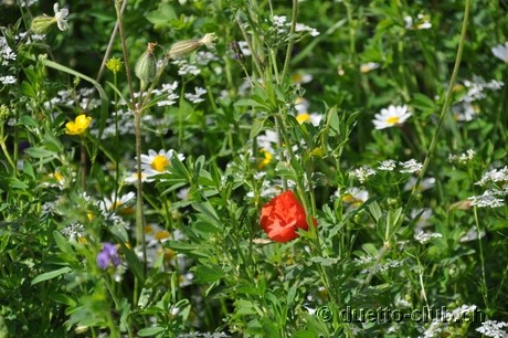 DSC_0597.jpg