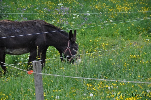 DSC_0163.jpg