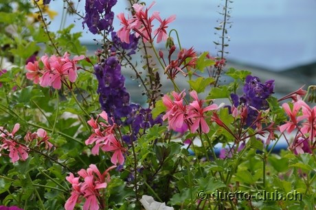 DSC_0407.jpg