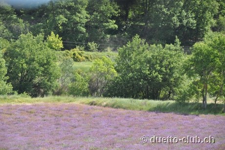DSC_0534.jpg