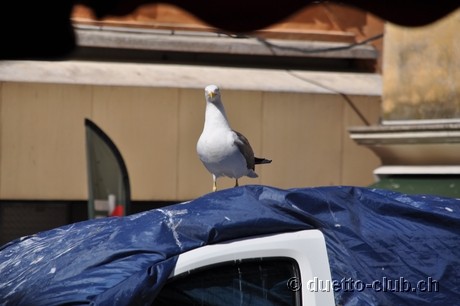 DSC_1101.jpg