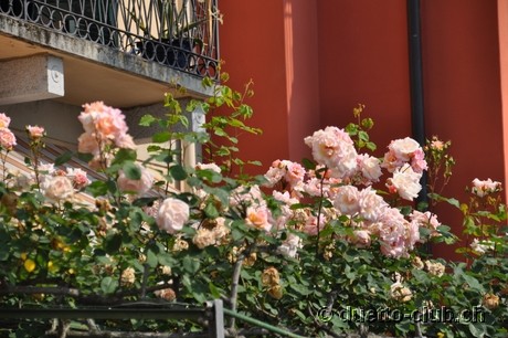 DSC_0071.jpg