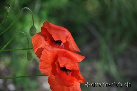 DSC_0611.jpg