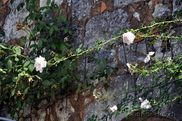 DSC_0257.jpg