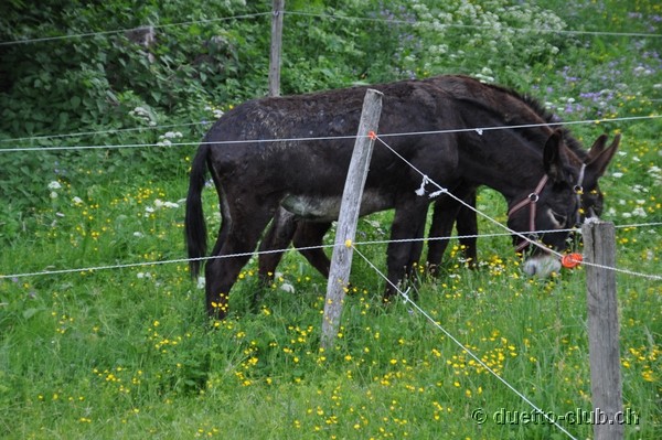 DSC_0162.jpg