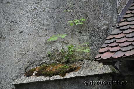 DSC_0289.jpg