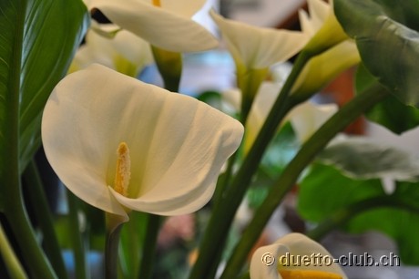 DSC_0171.jpg