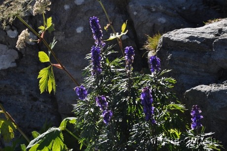 DSC_0377.jpg